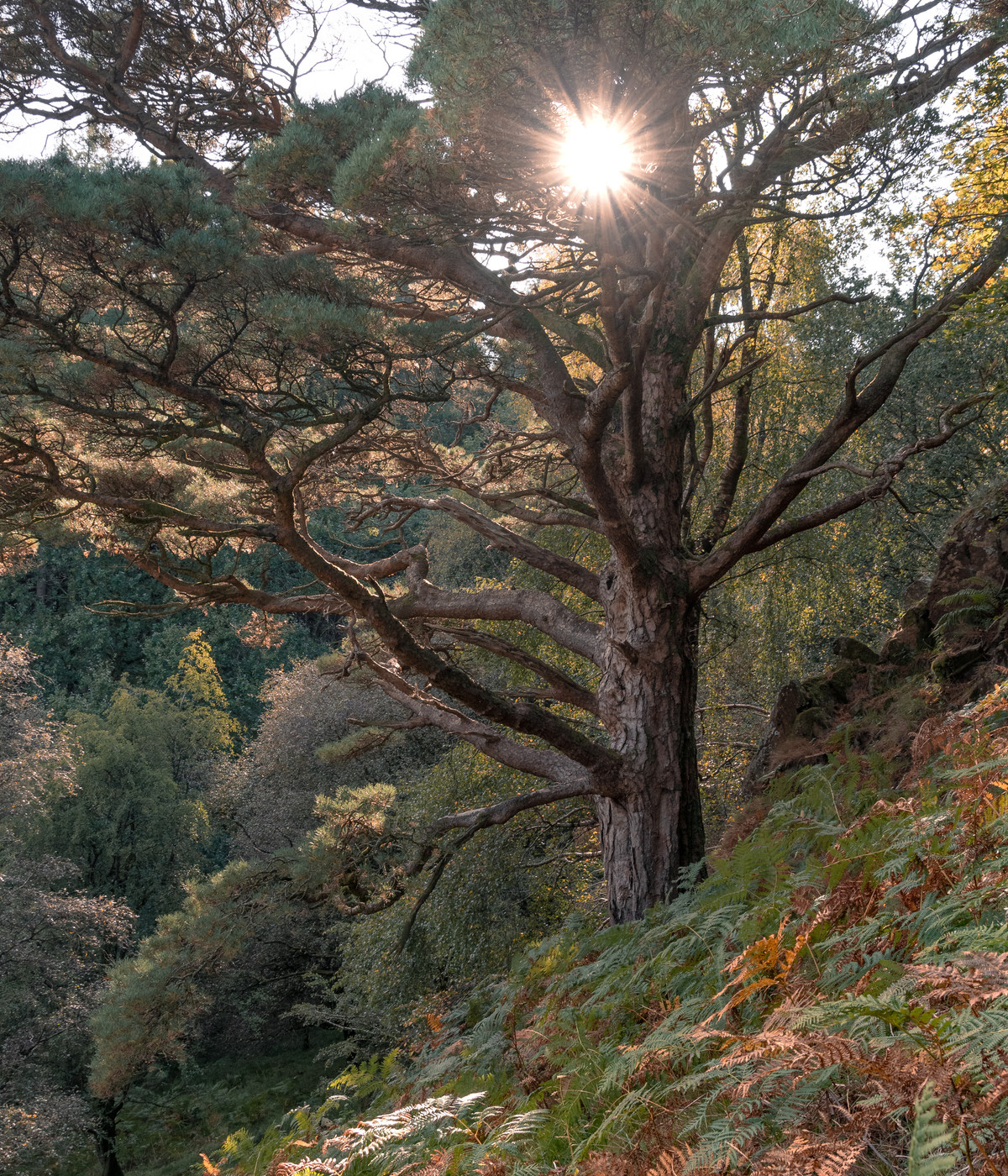 Consultant inspecting a mature tree during a health assessment.