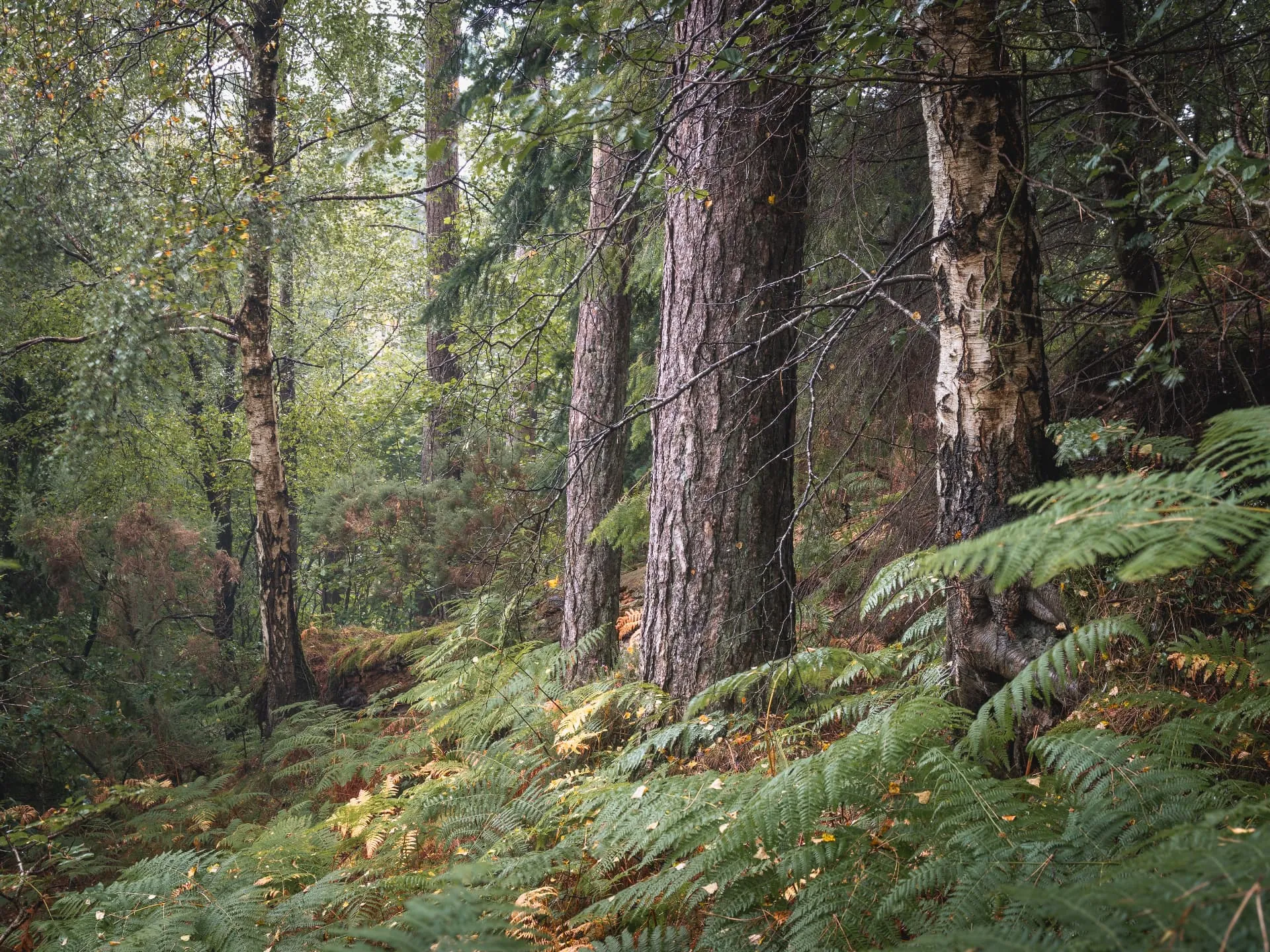 Tall conifers and slender broadleaves rising above a fern covered woodland floor.