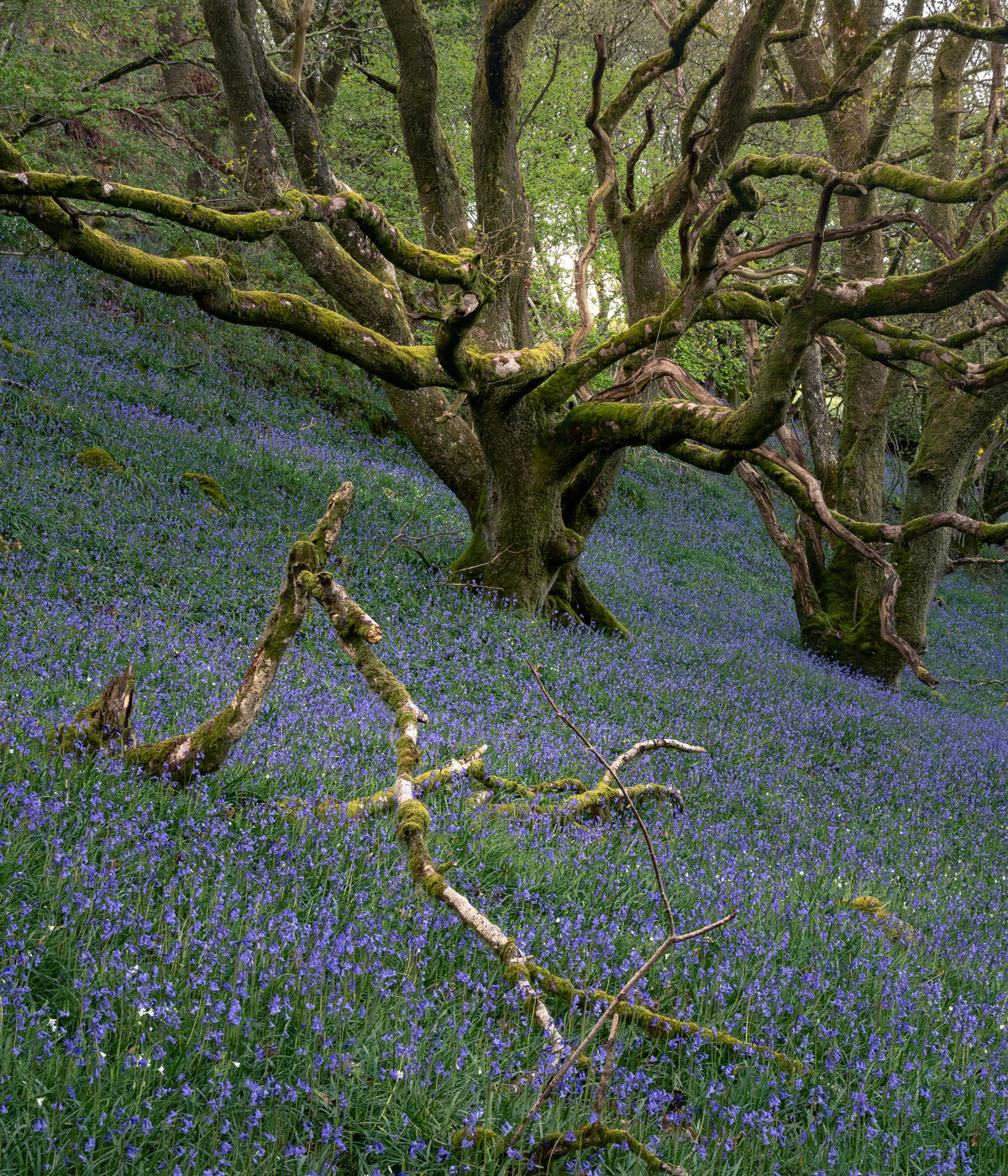 A veteran tree standing within a broadleaf woodland.