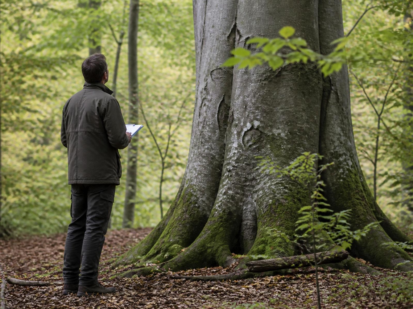 An Ecovo consultant standing beside a mature tree during a site survey, looking up into the canopy.