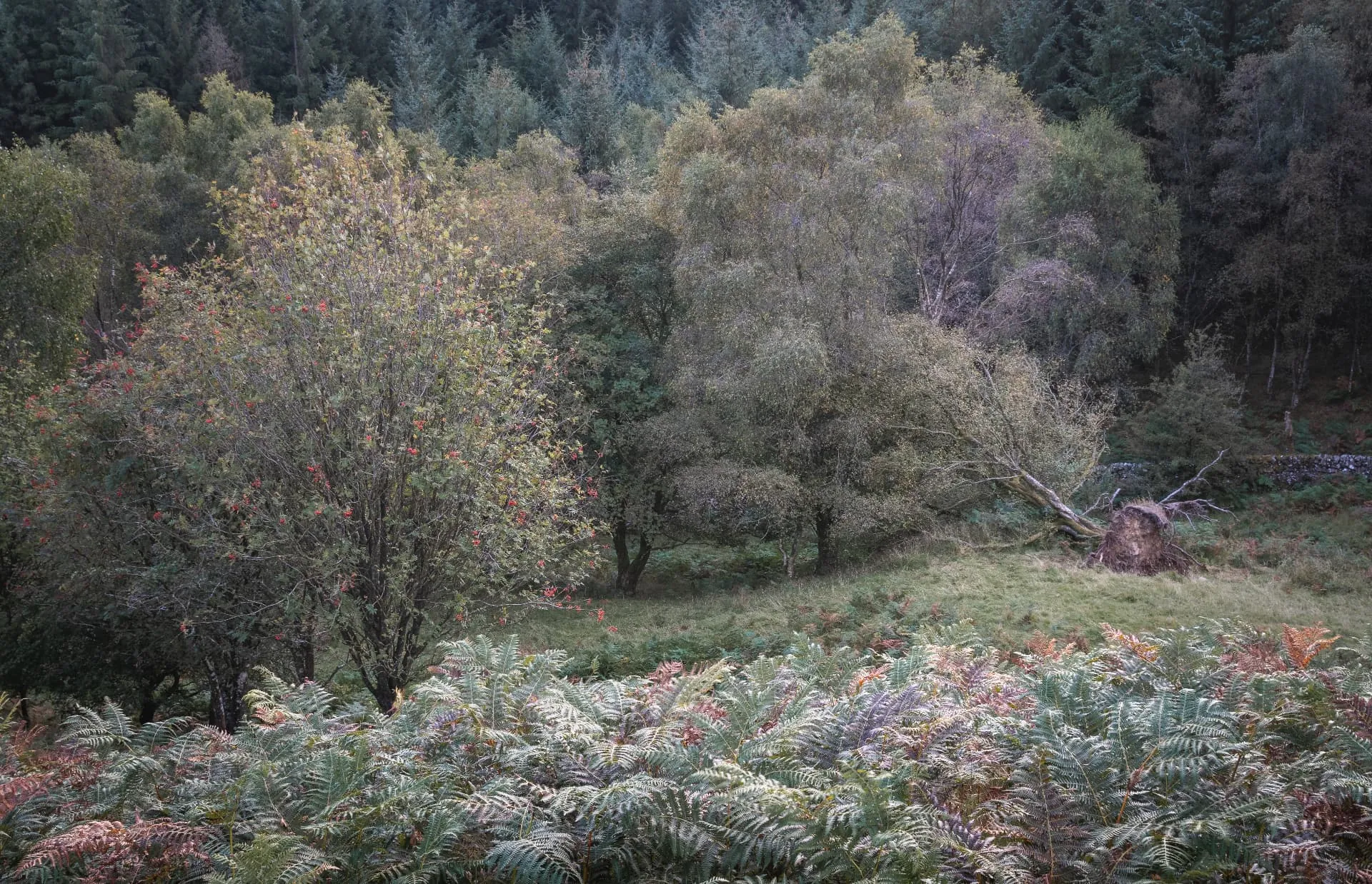 A wind thrown tree lying at the edge of woodland, with the surrounding canopy intact.