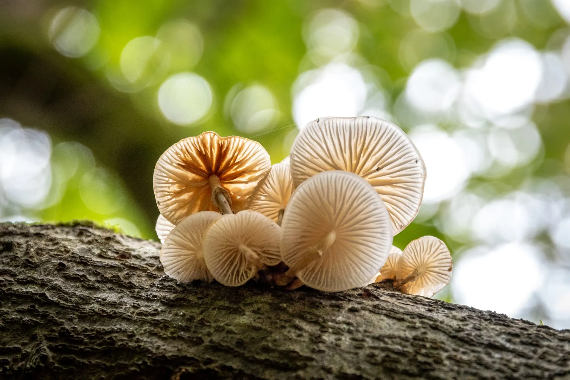 A cluster of pale bracket fungi fruiting from decaying wood on a fallen branch.