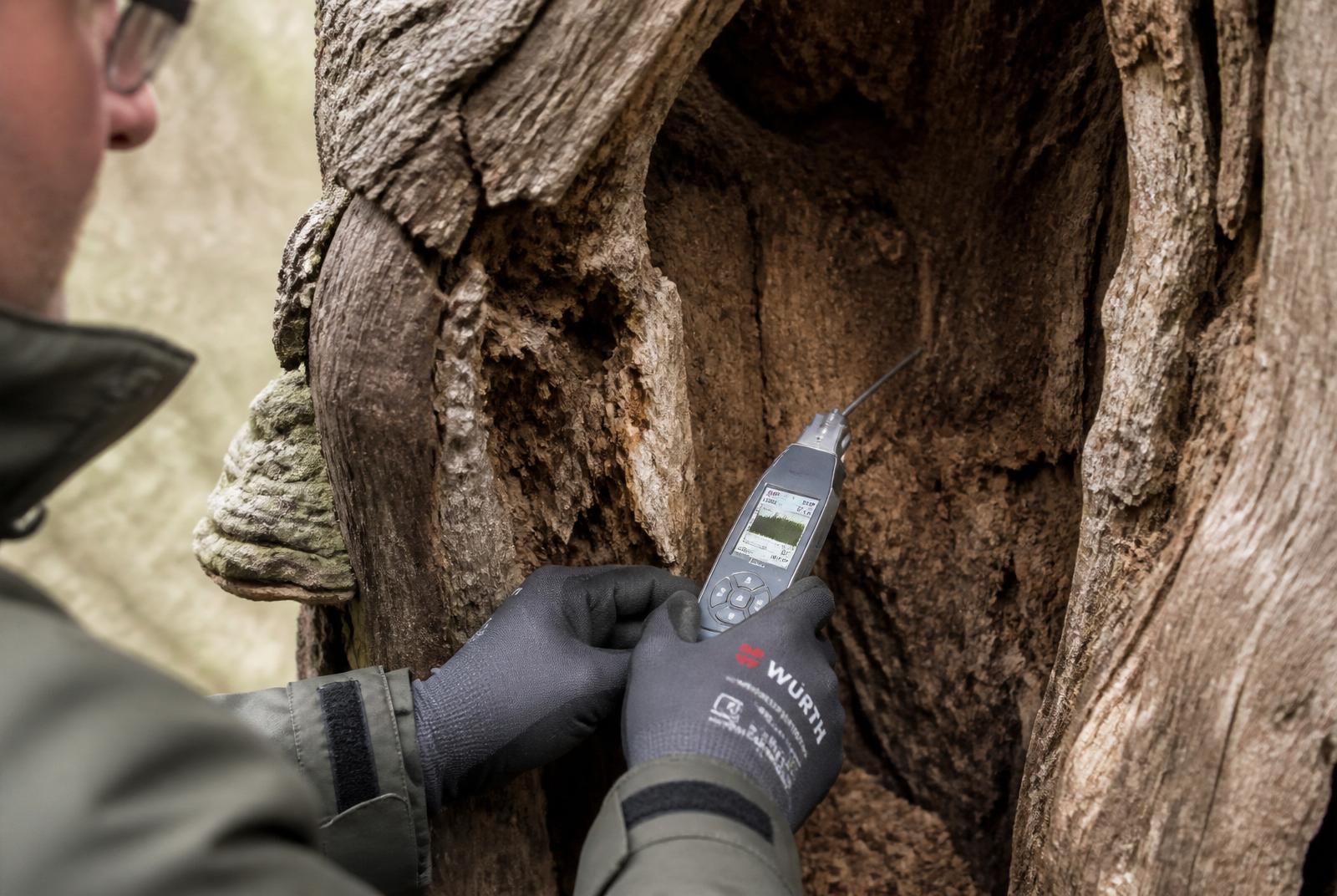 Close inspection of a decay cavity using specialist arboricultural equipment.