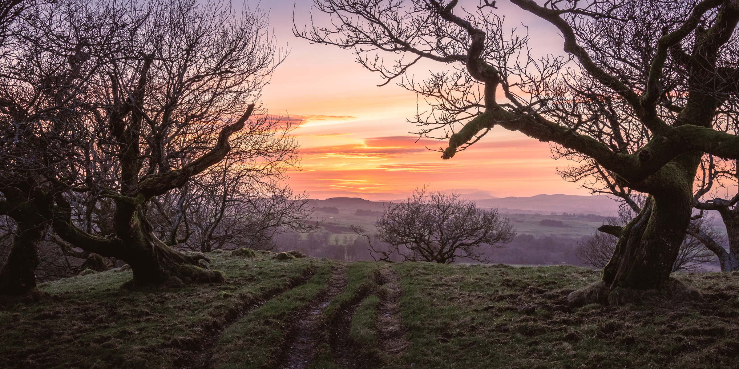 Ancient woodland captured during an Ecovo site visit.