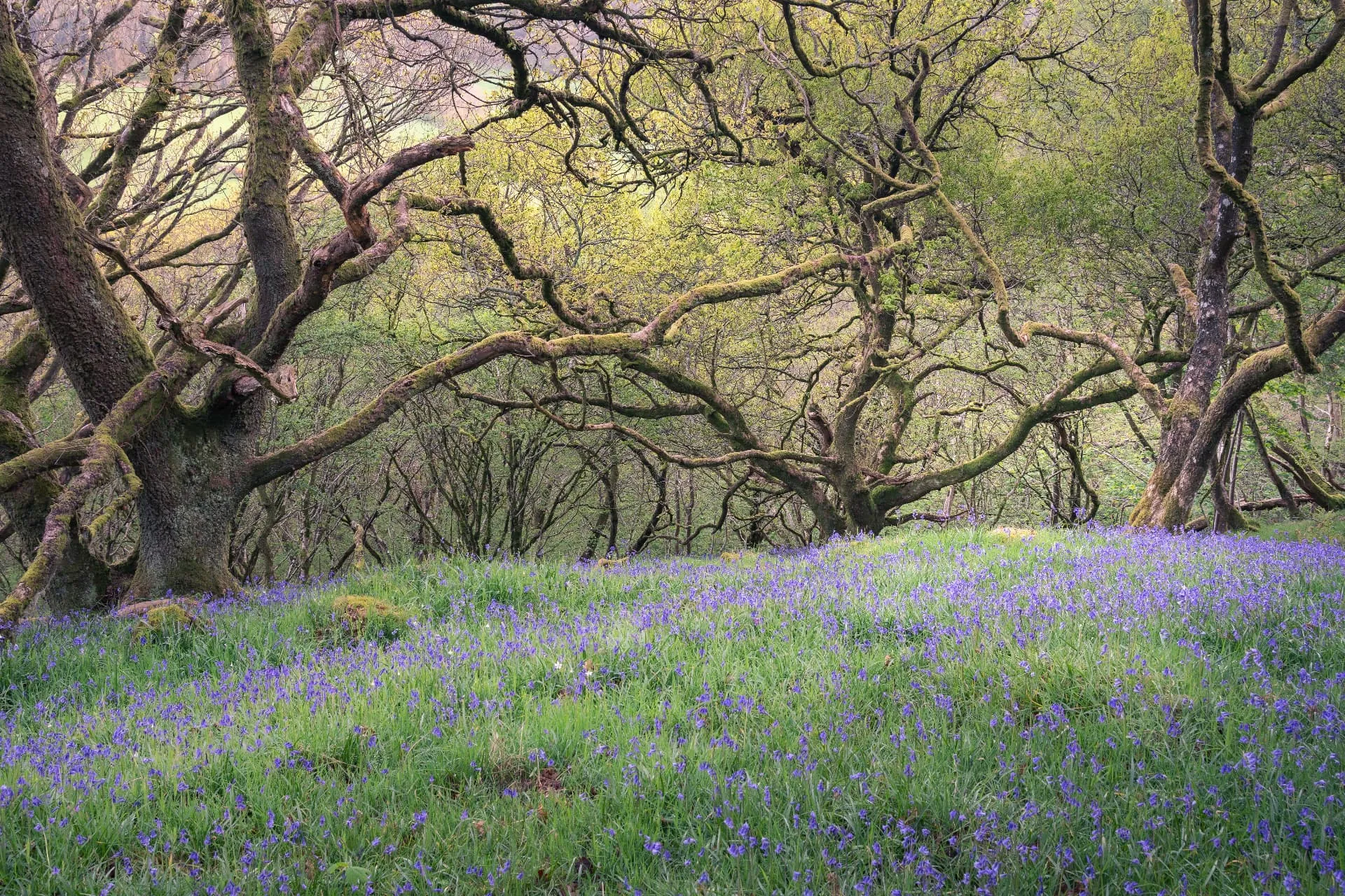 Bluebells flowering beneath the spreading limbs of ancient mossy trees.