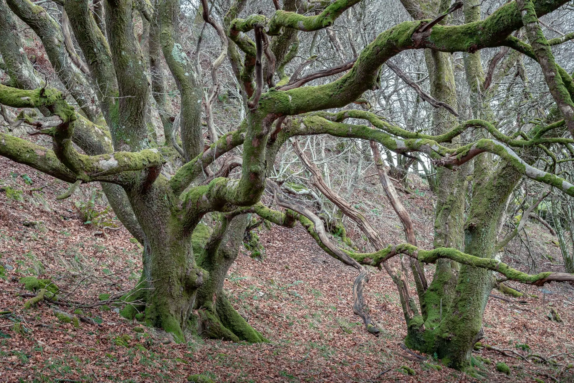 Ancient moss-covered beech trees on a wooded bank, their low sprawling limbs and burred stems showing centuries of growth.