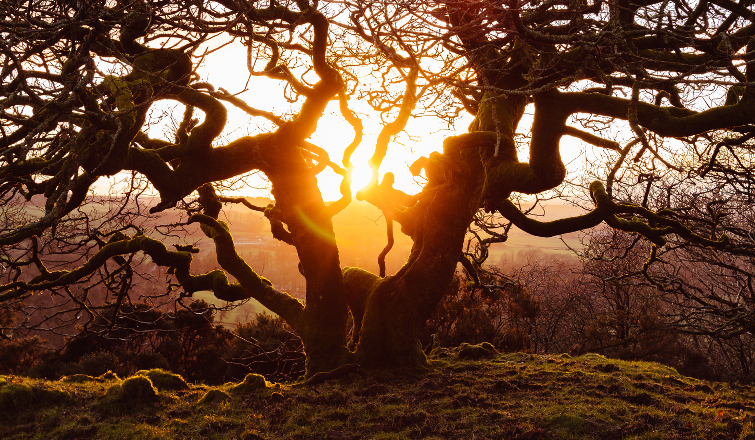 Mature parkland trees photographed on a still morning during an Ecovo survey.