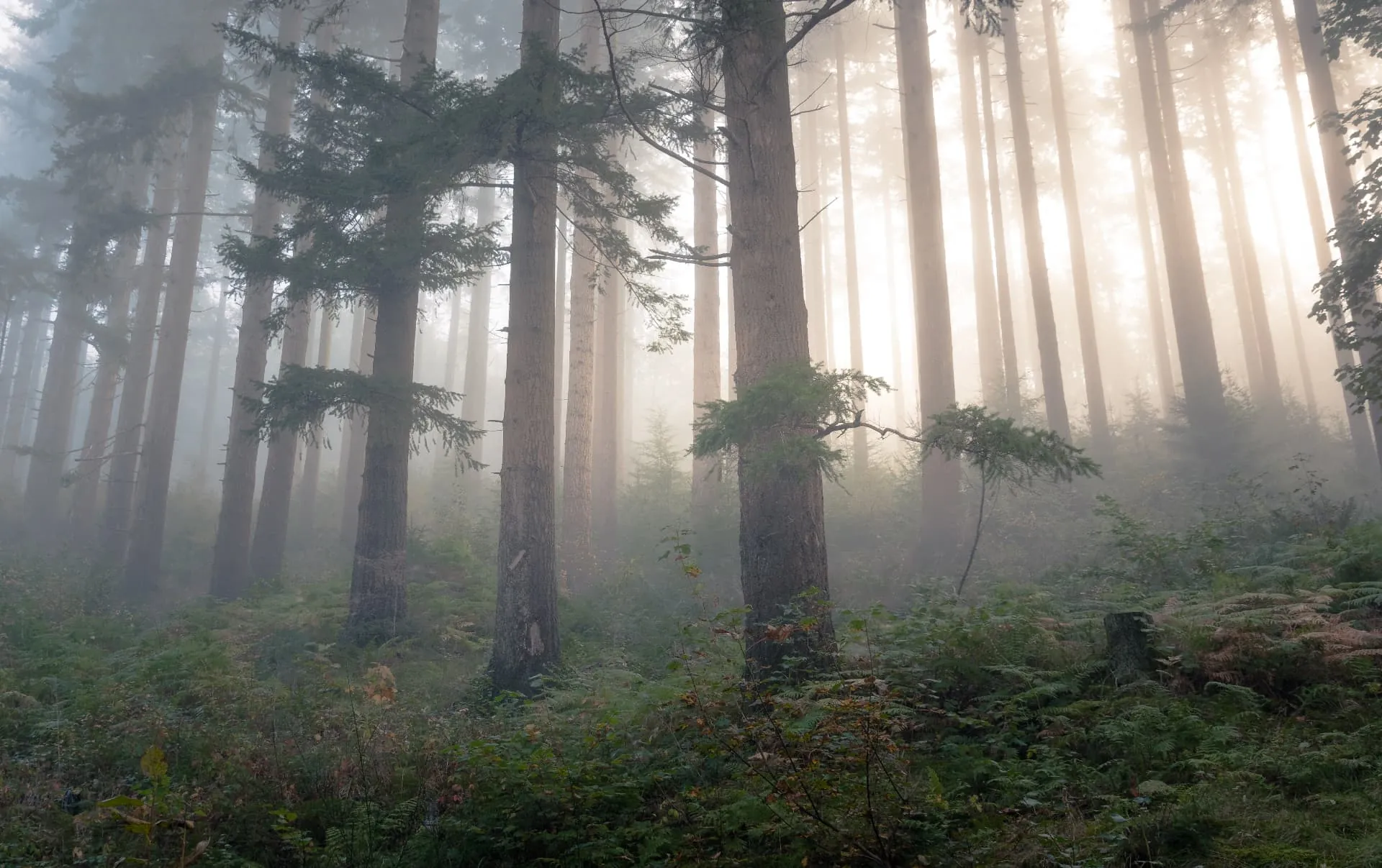 Shafts of early morning light falling through a stand of tall conifers in mist.