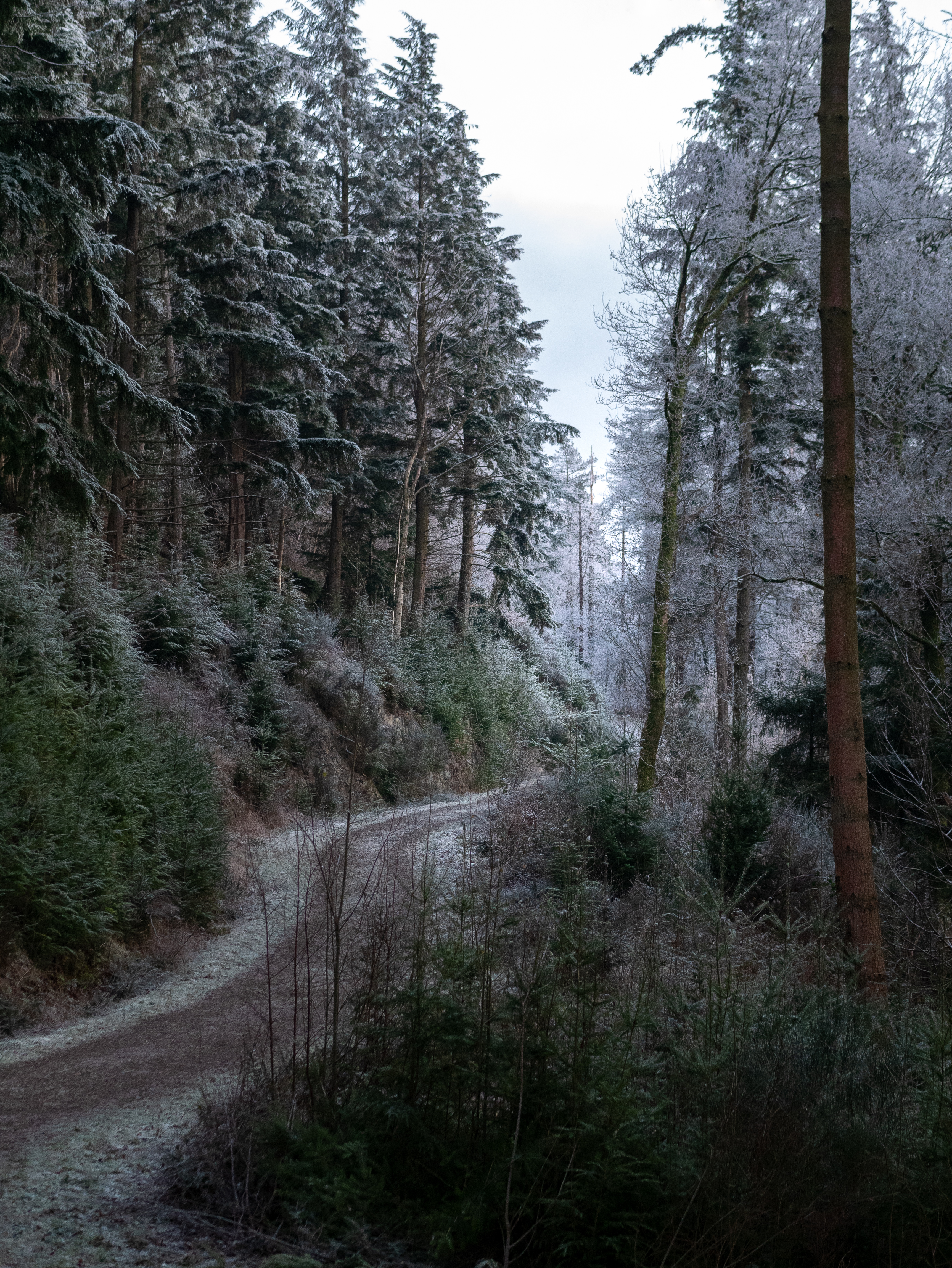 A wind thrown tree lying at the edge of woodland, with the surrounding canopy intact.