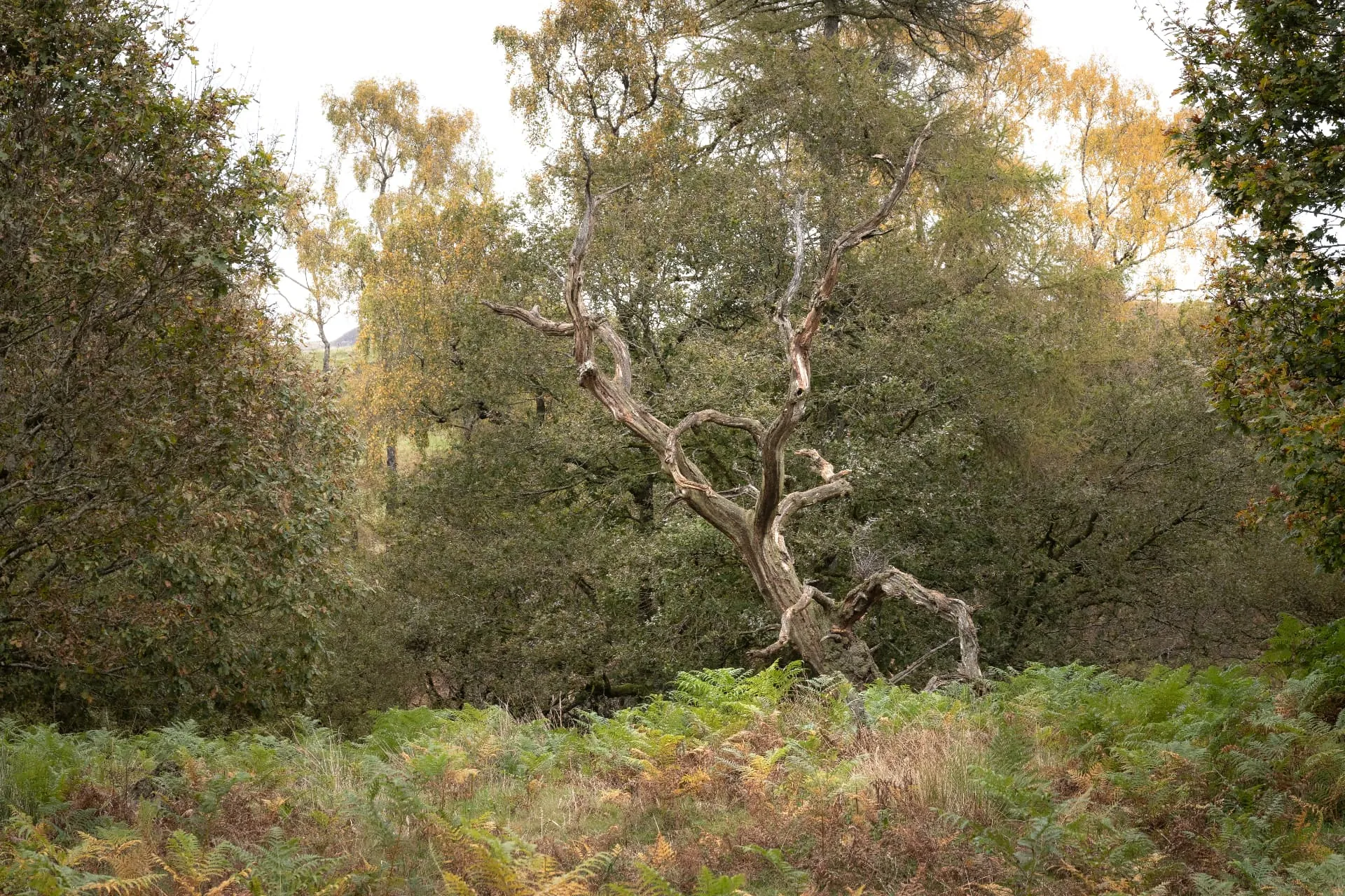 An individual mature tree with an open, spreading crown standing clear of surrounding woodland.