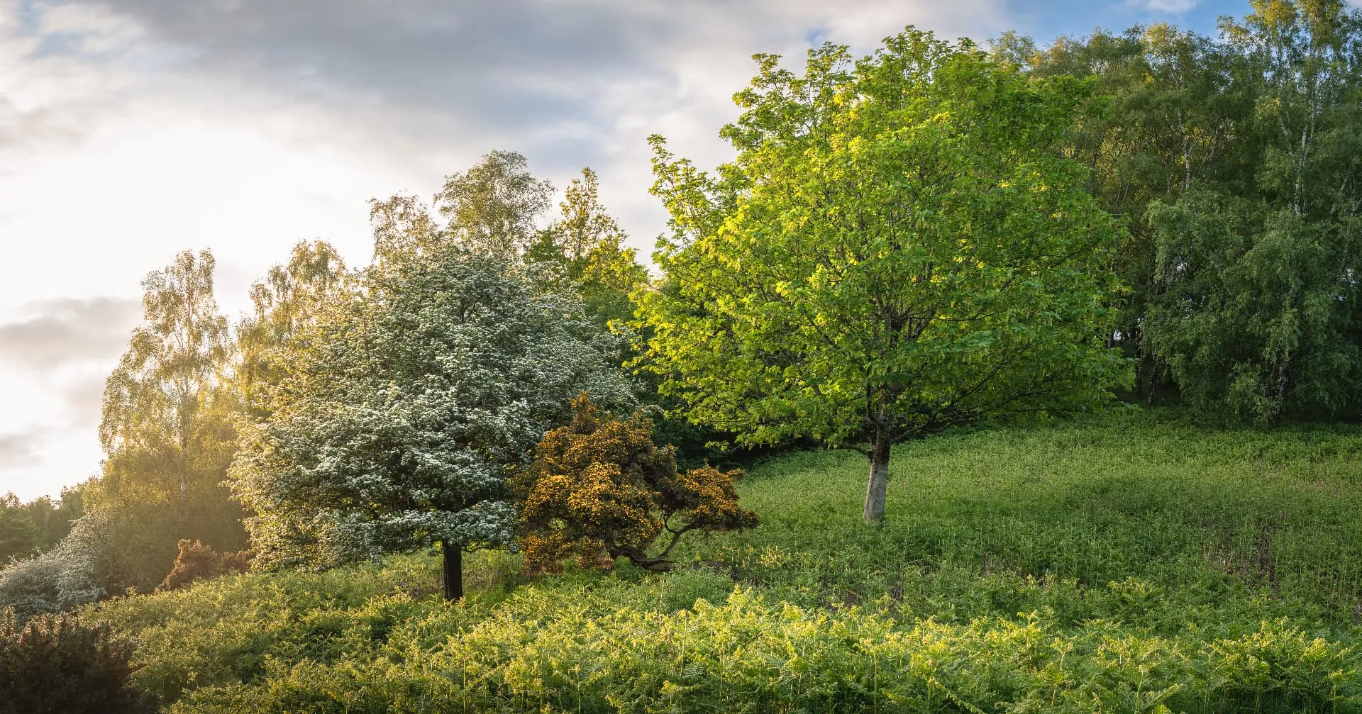 Blossoming trees in a sunlit meadow with woodland beyond.