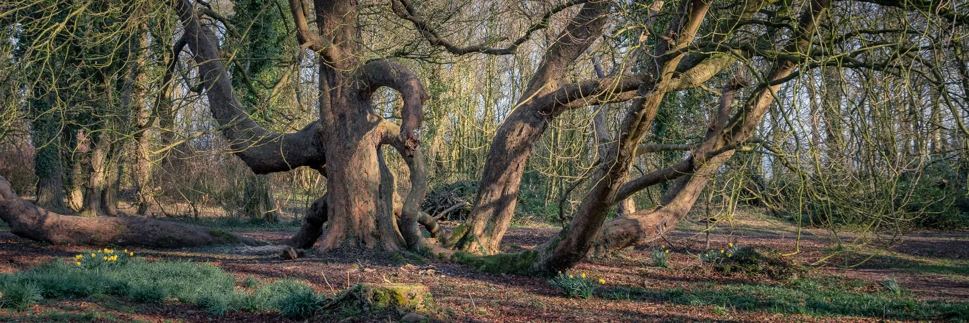 An ancient tree with a hollowing, contorted trunk and low spreading limbs in early spring.