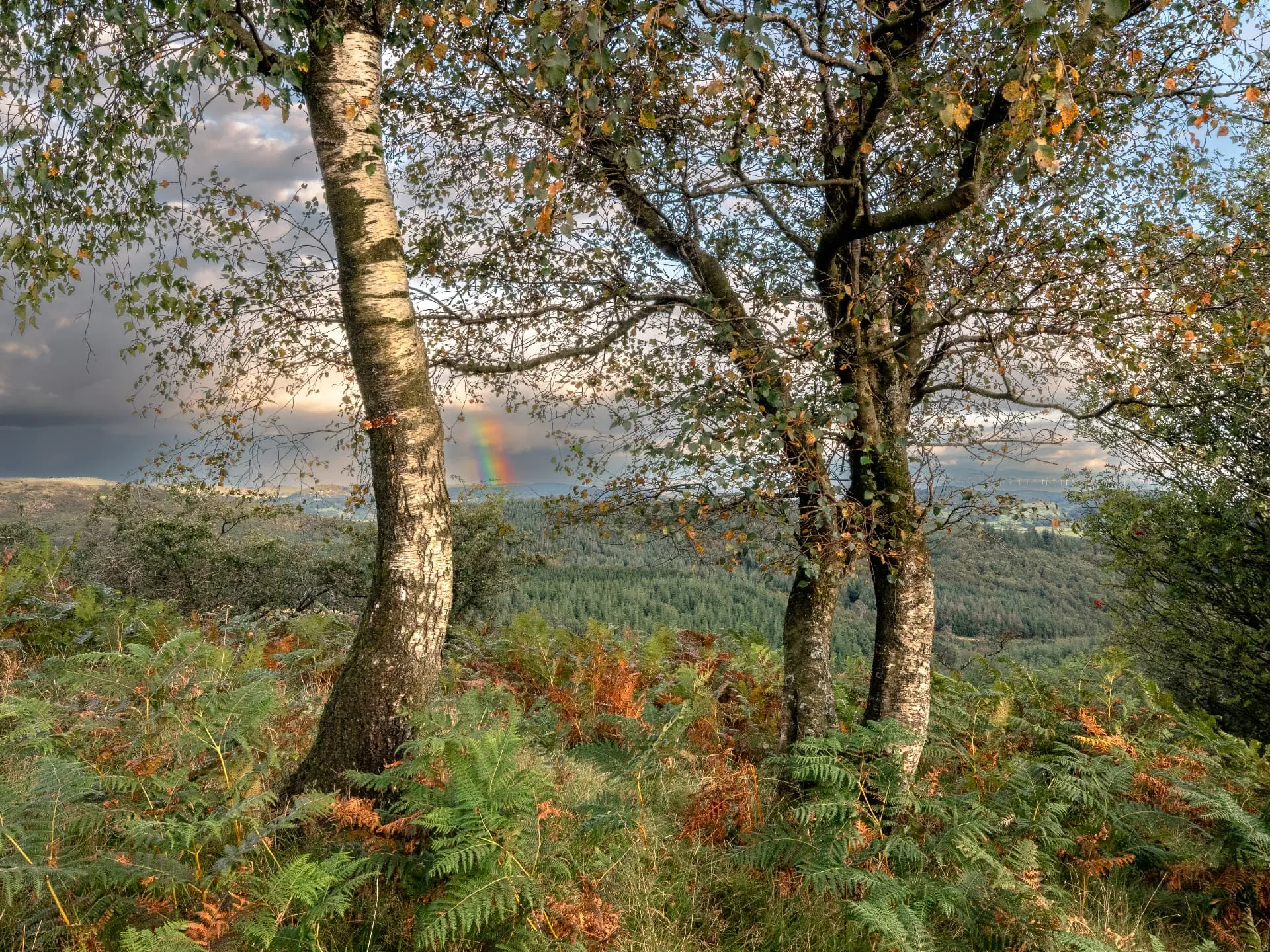Mature birch trees with pale trunks standing above autumn bracken.