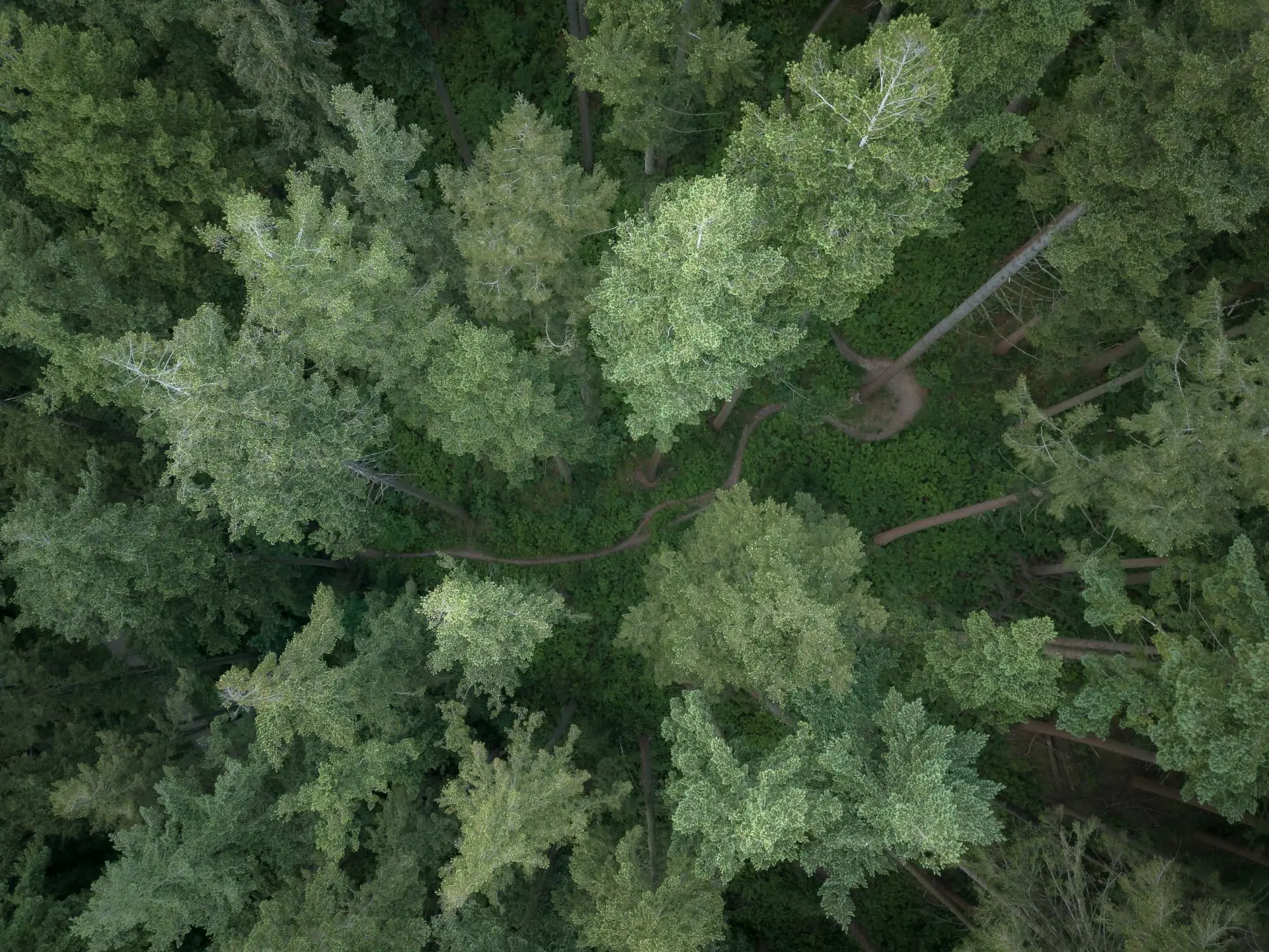 An aerial view of established trees and open ground, showing the wider landscape context in which arboricultural decisions are made.