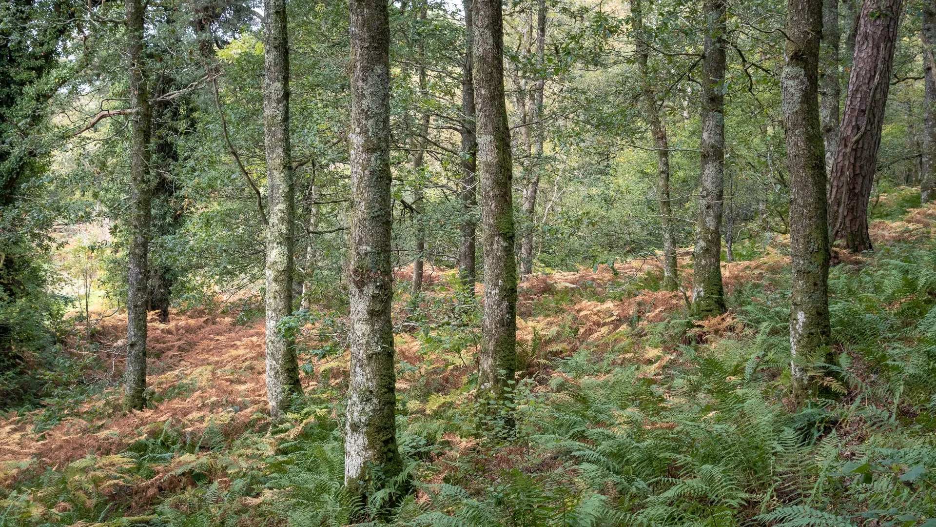 A quiet woodland clearing with birch and oak above a bracken covered floor.