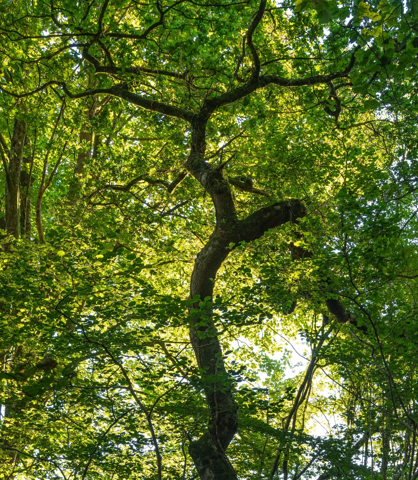 Looking up through the arching limbs of a large amenity tree in full leaf.