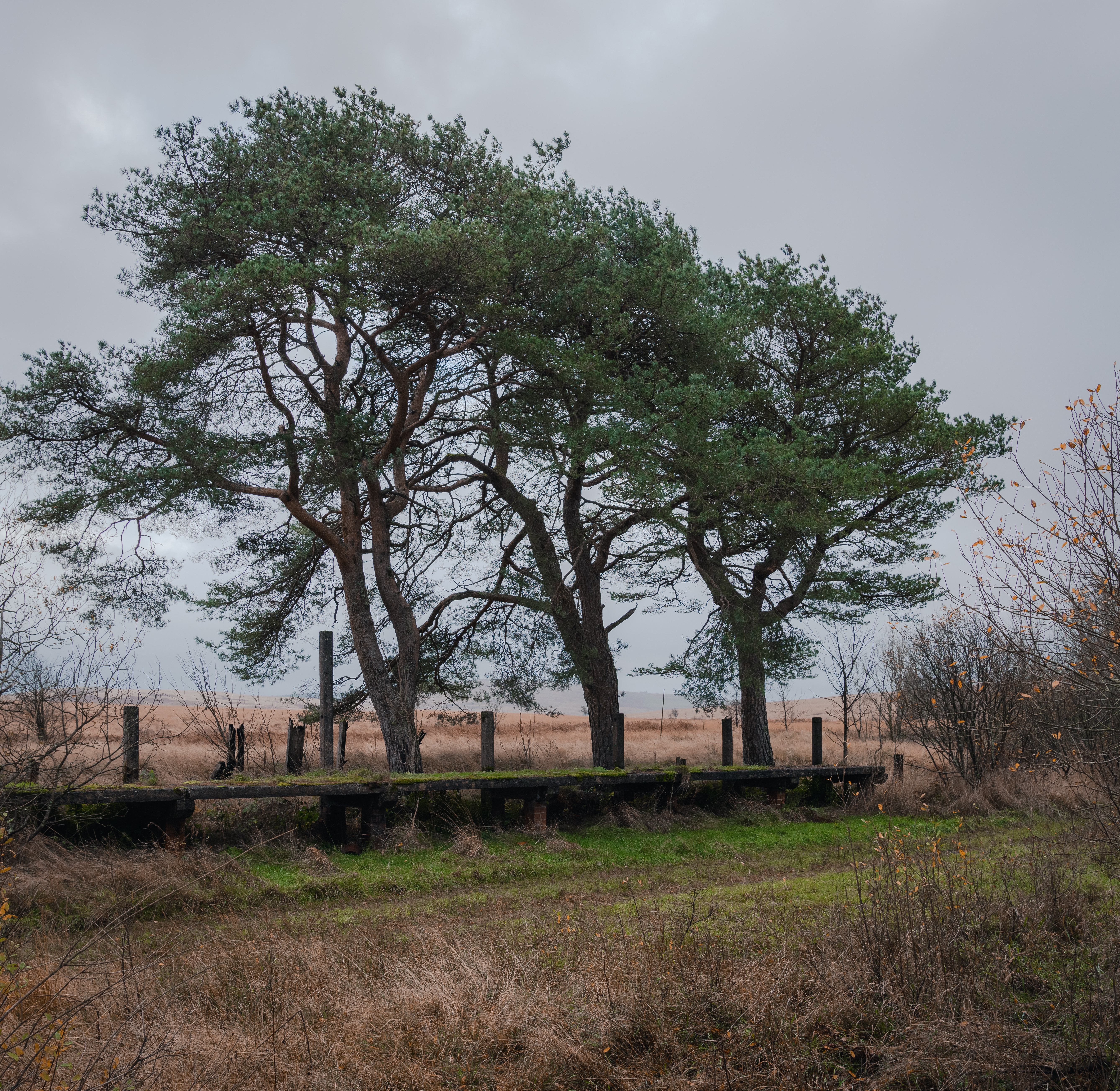 Mature birch trees with pale trunks standing above autumn bracken.