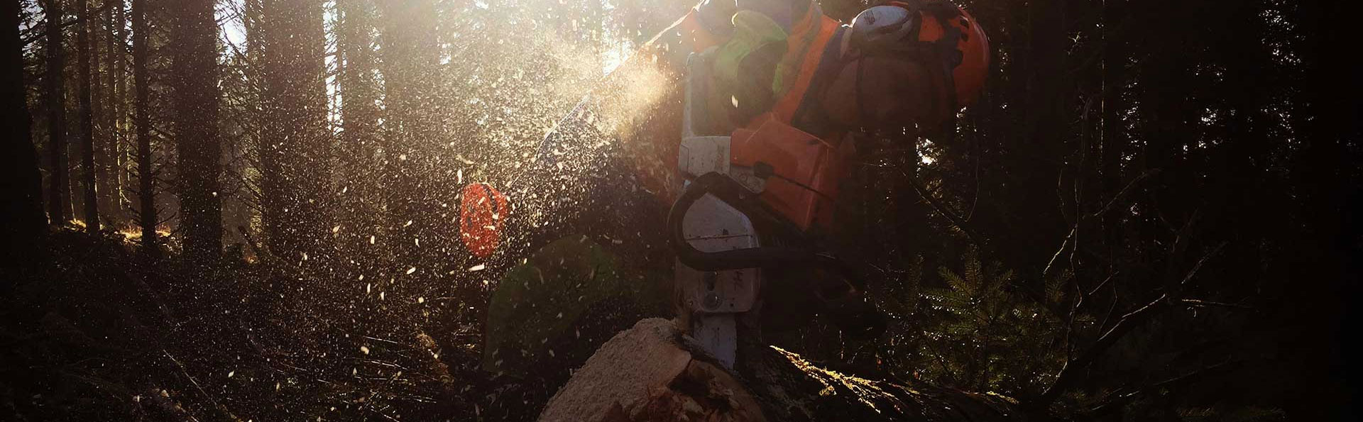 A professional arborist carefully sectioning a large limb at ground level during considered tree work.